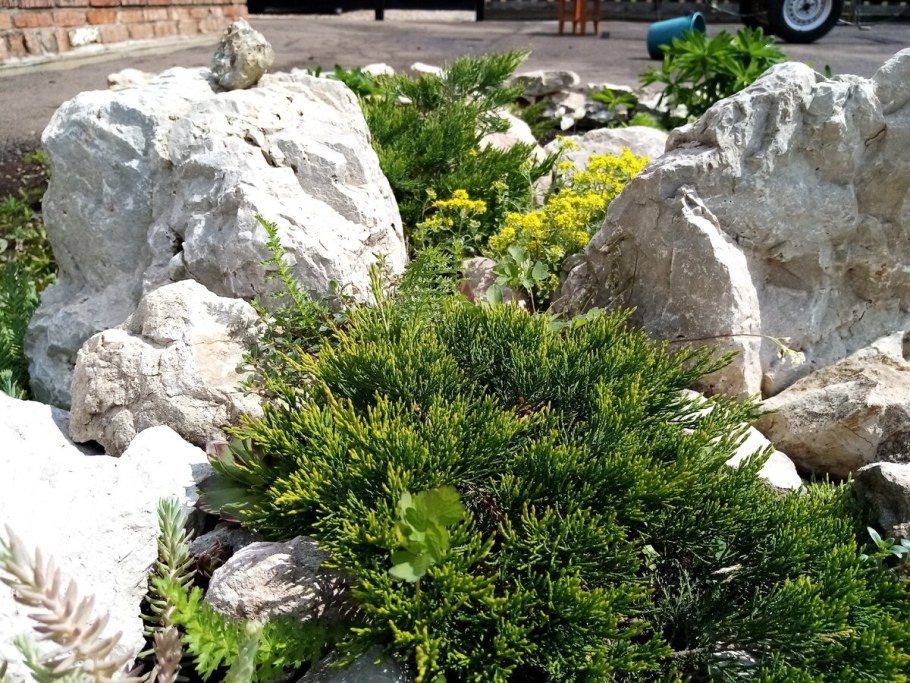 Можжевельник казацкий Андорра компакт