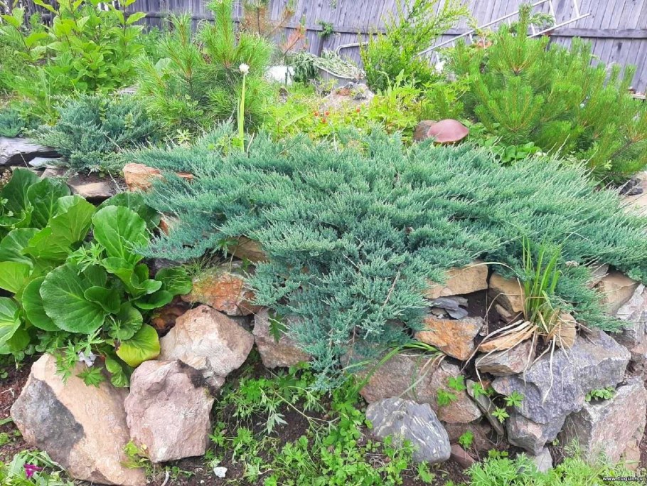 Можжевельник грей Оул