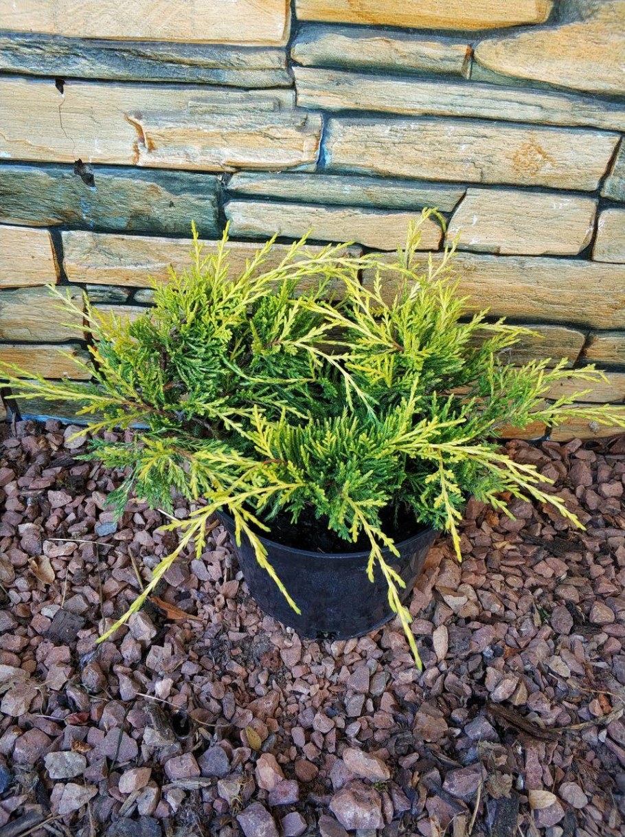 Можжевельник Андорра компакт