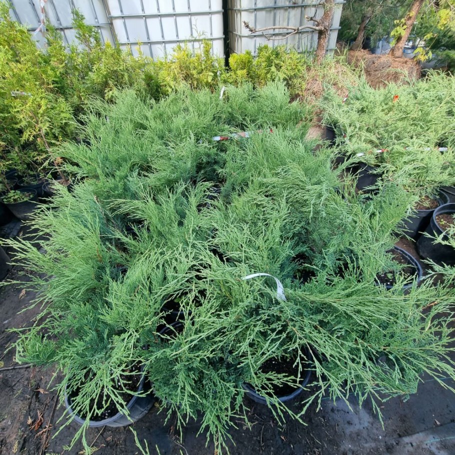Можжевельник горизонтальный Андорра компакт