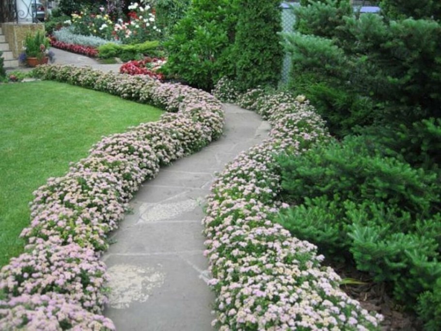 Спирея японская бордюр