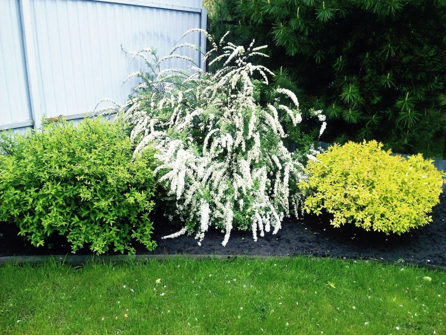 Спирея японская серая Грефшейм