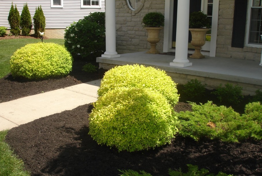 Спирея японская Голдмаунд