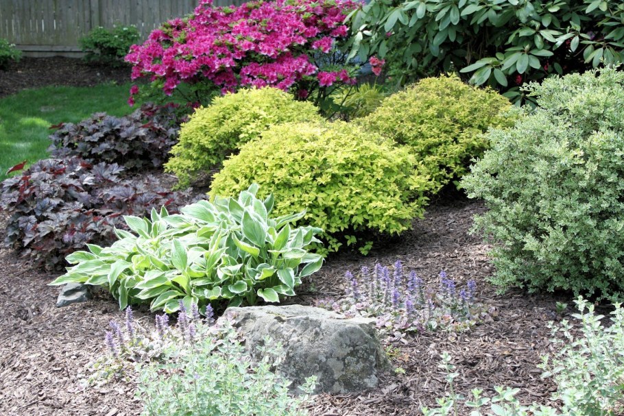 Спирея Альпийская