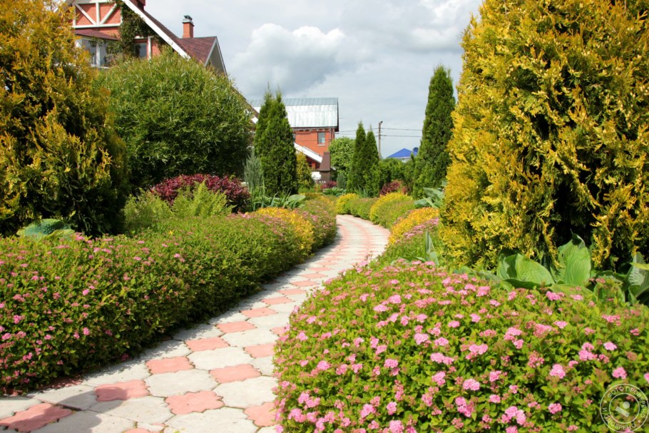 Спирея японская фитопластика