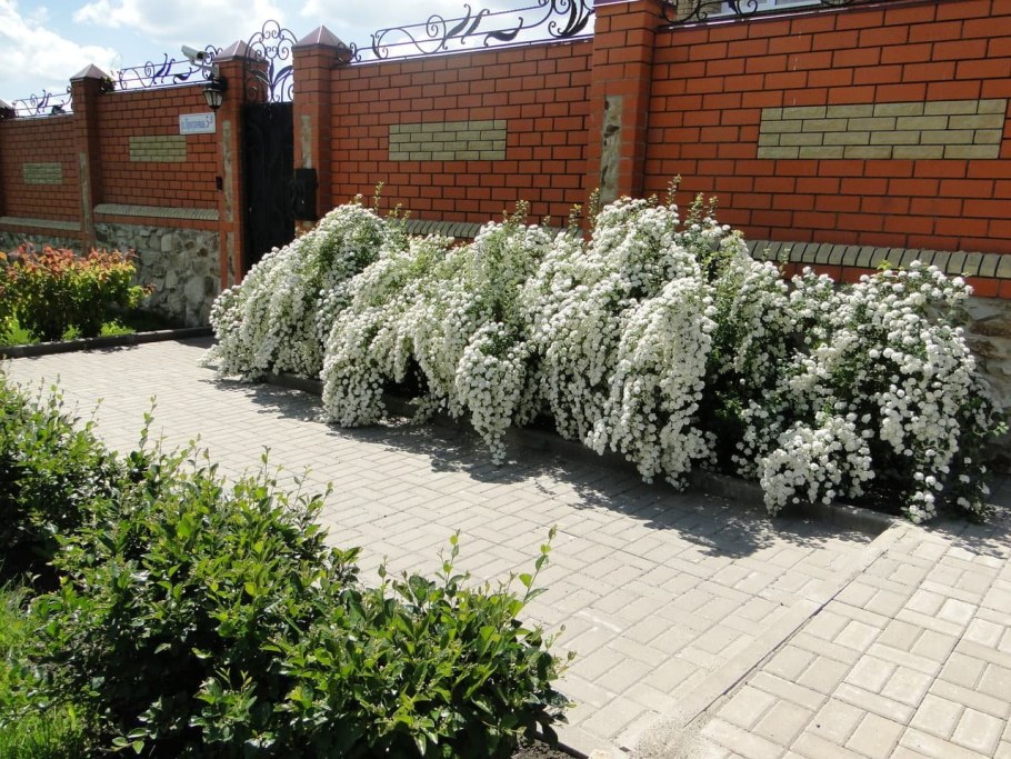 Спирея японская серая