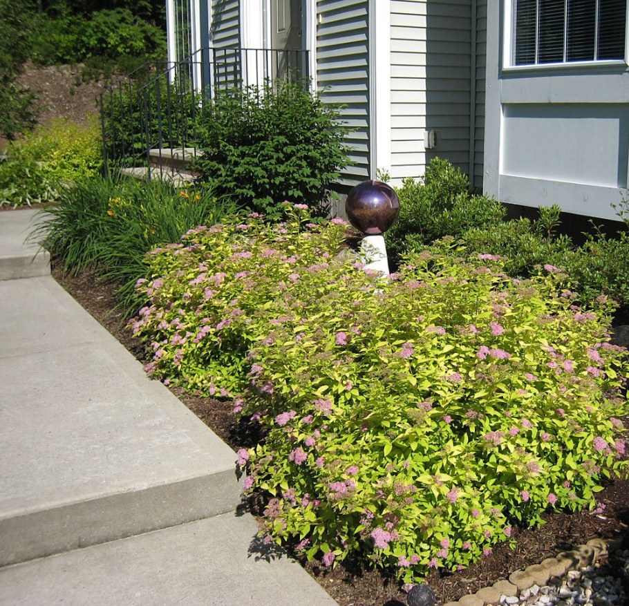 Спирея японская в ландшафтном