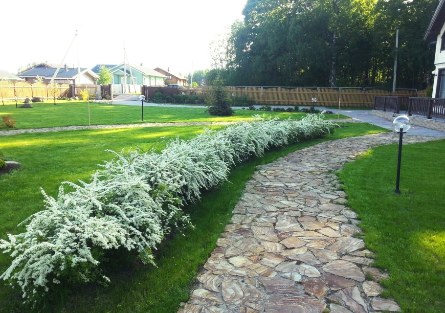 Спирея серая Грефшейм изгородь