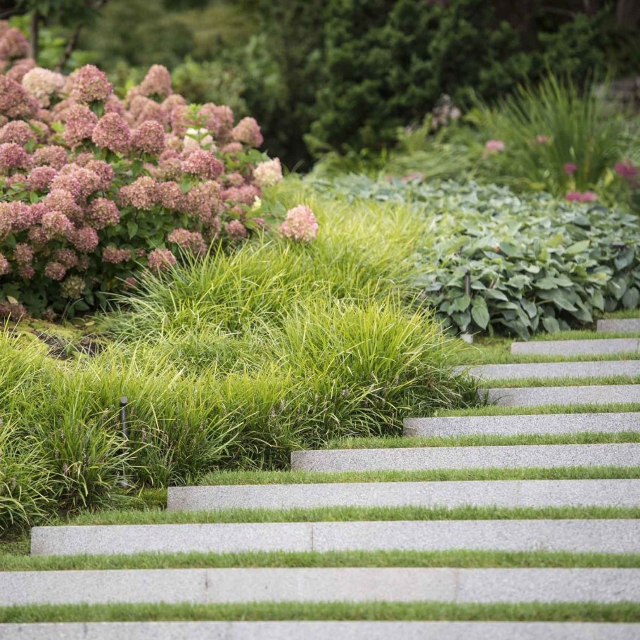 Гортензия бобо