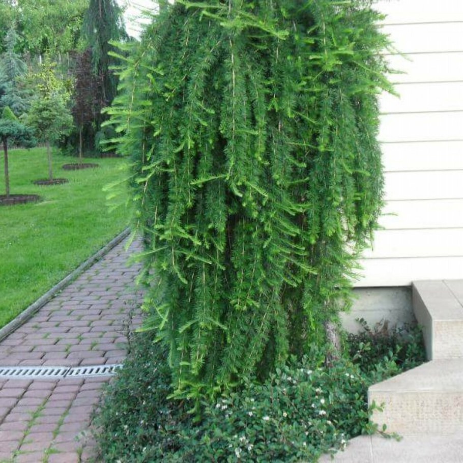 Лиственница плакучая Пендула