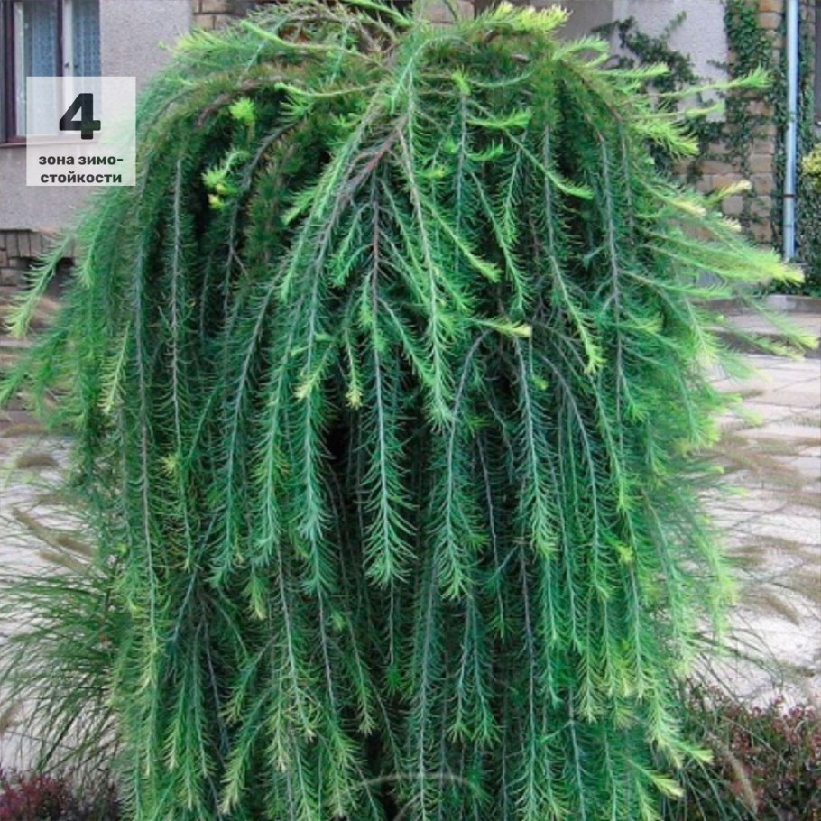 Лиственница европейская pendula