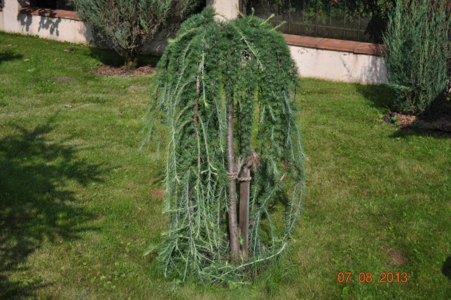 Лиственница европейская Пендула