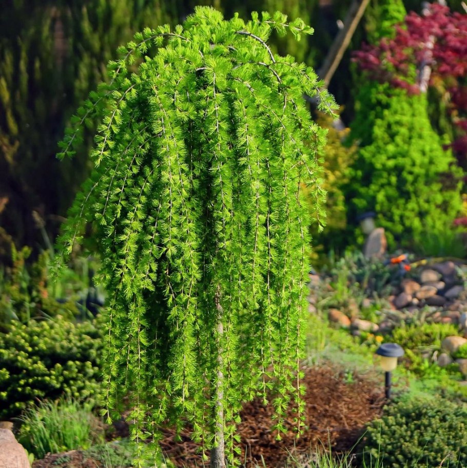 Лиственница плакучая Стиф Випер