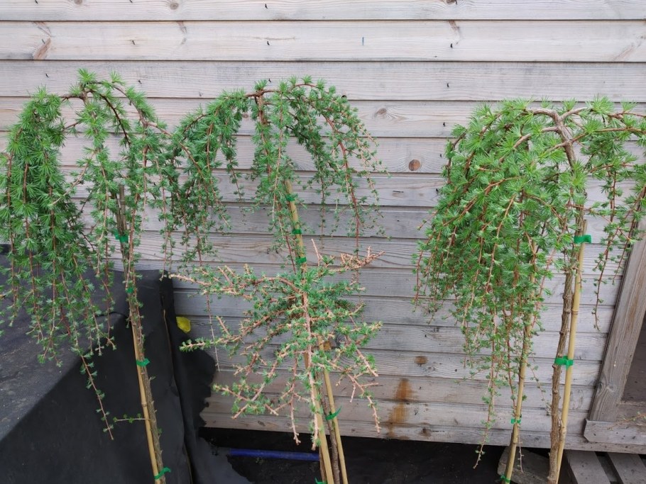 Лиственница европейская Пендула (Larix decidua pendula)