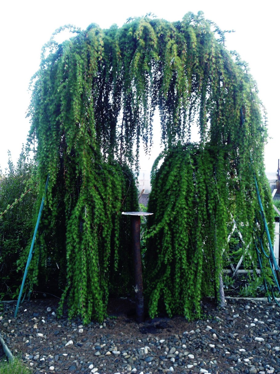 Лиственница европейская Пендула