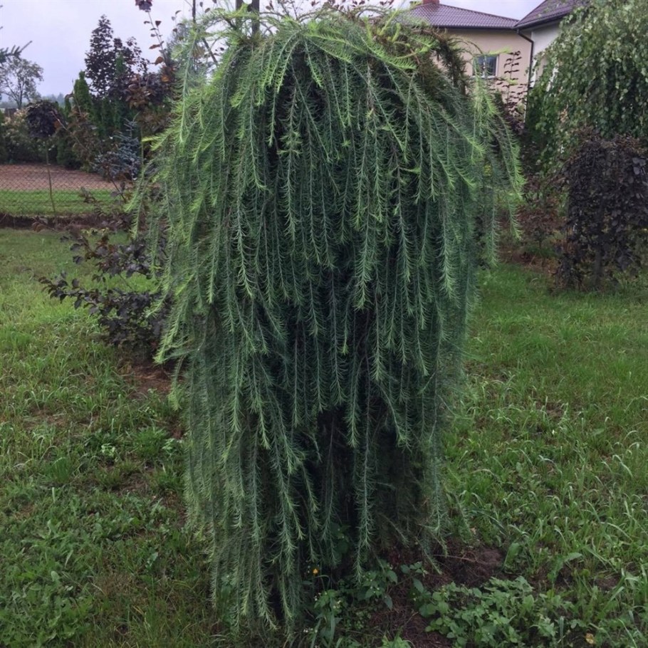 Лиственница европейская repens