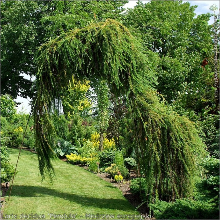 Лиственница европейская Пендула (Larix decidua pendula)