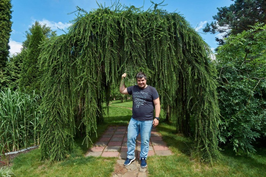 Лиственница европейская pendula