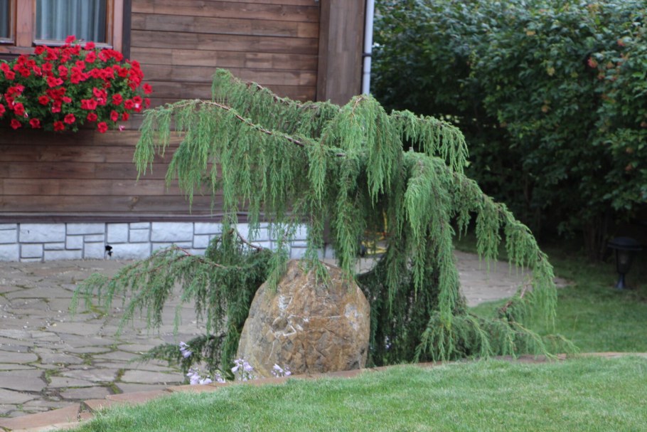 Можжевельник Плакучий Хорстманн