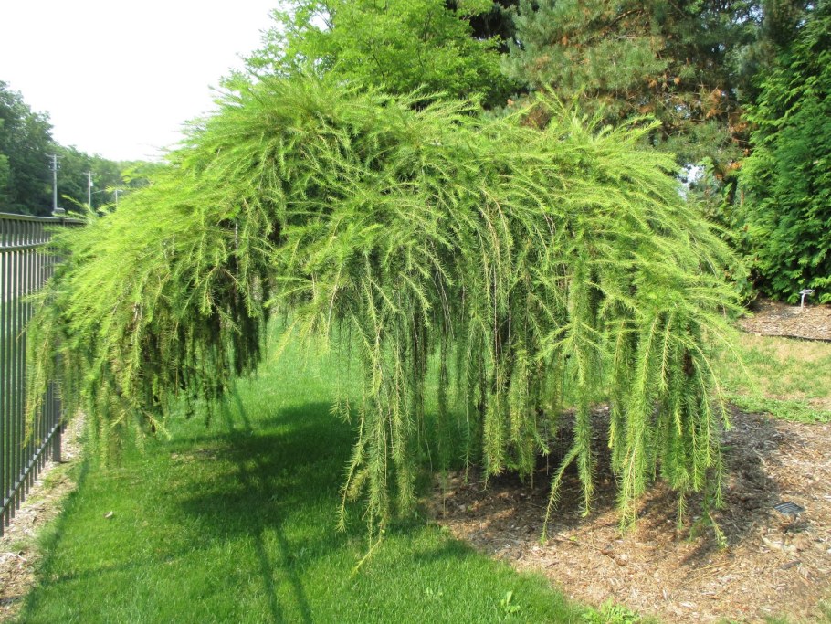 Лиственница европейская Пендула