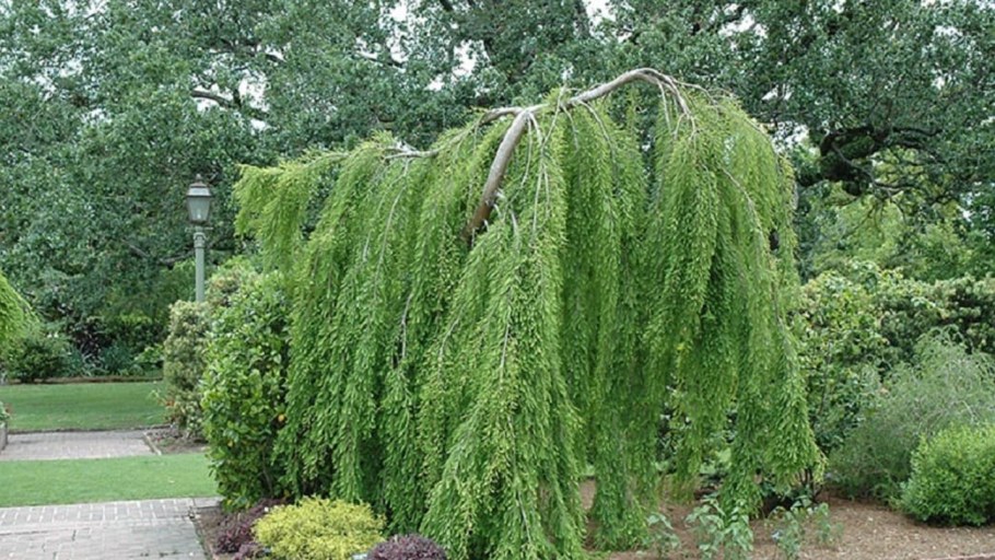 Лиственница японская Пендула