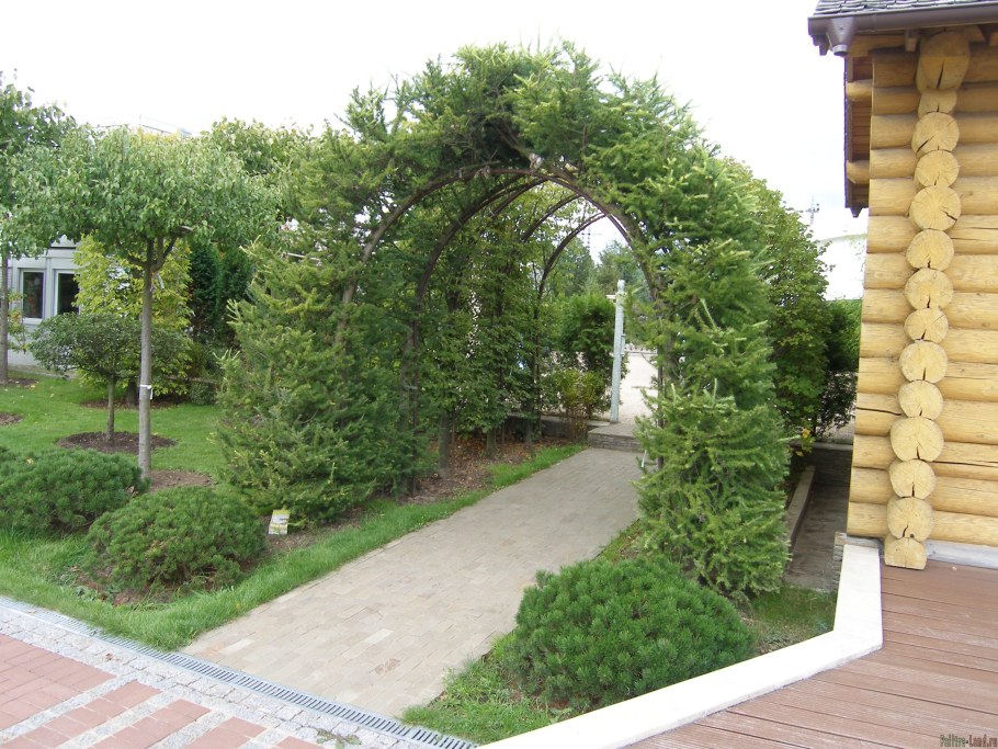 Лиственница европейская 'repens' арка