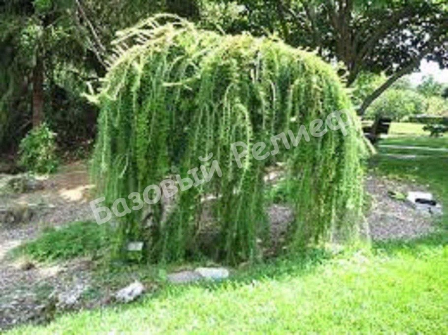 Лиственница плакучая Пендула