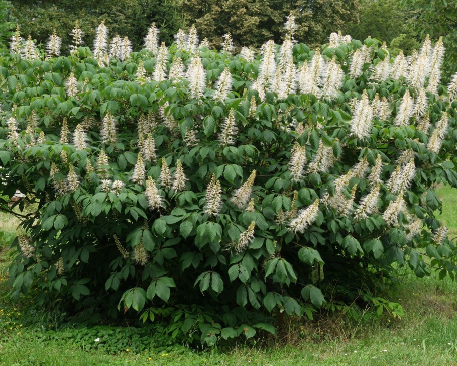 Каштан конский 'Aesculus' кустовой