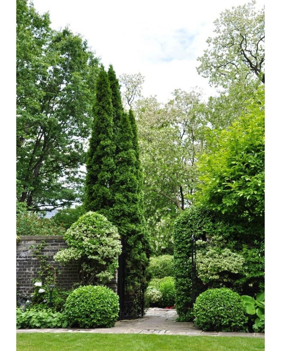 Композиция с туей Брабант