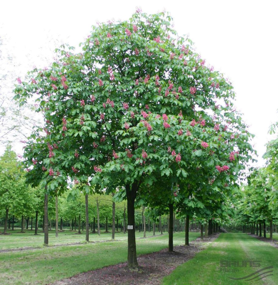 Каштан конский на штамбе