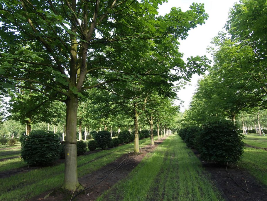 Каштан маньчжурский