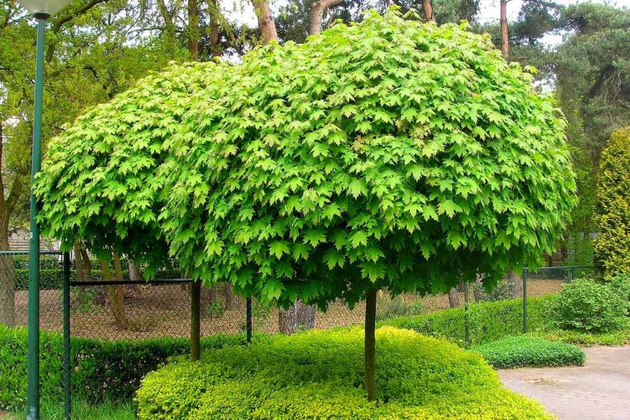 Клен остролистный globosum