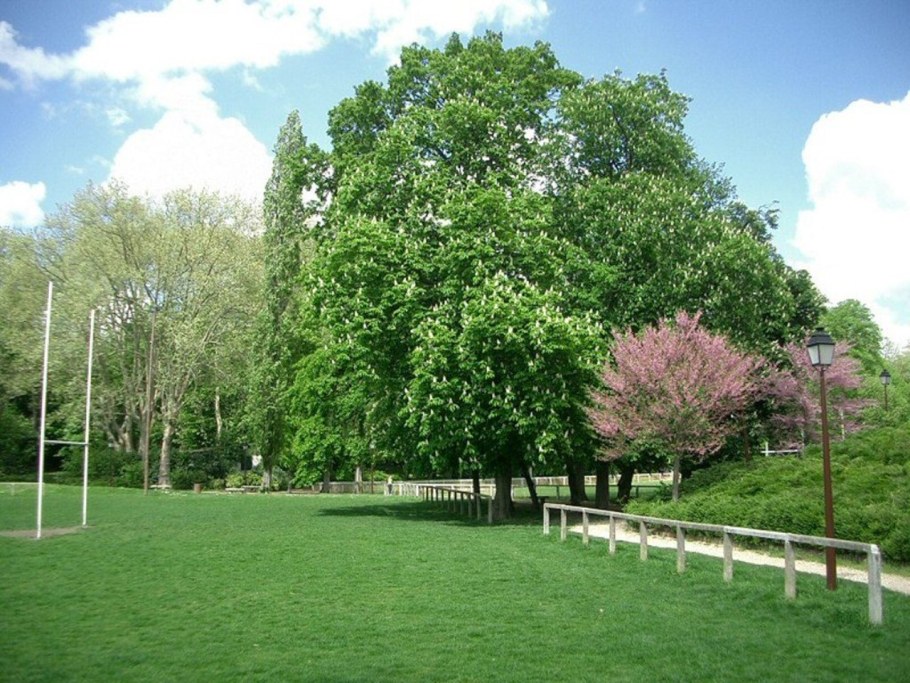 Каштан конский в ландшафте