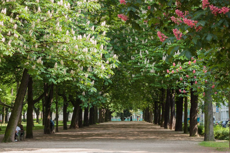 Липовая аллея Ботанический сад Ставрополь