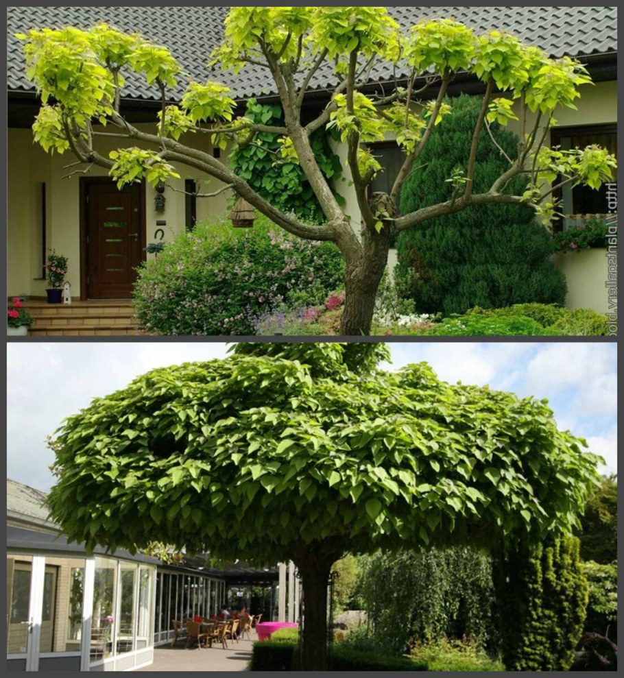 Катальпа бонсай