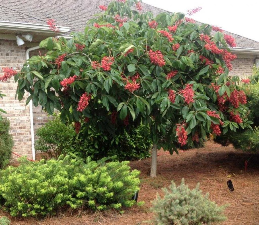 Каштан дерево на штамбе