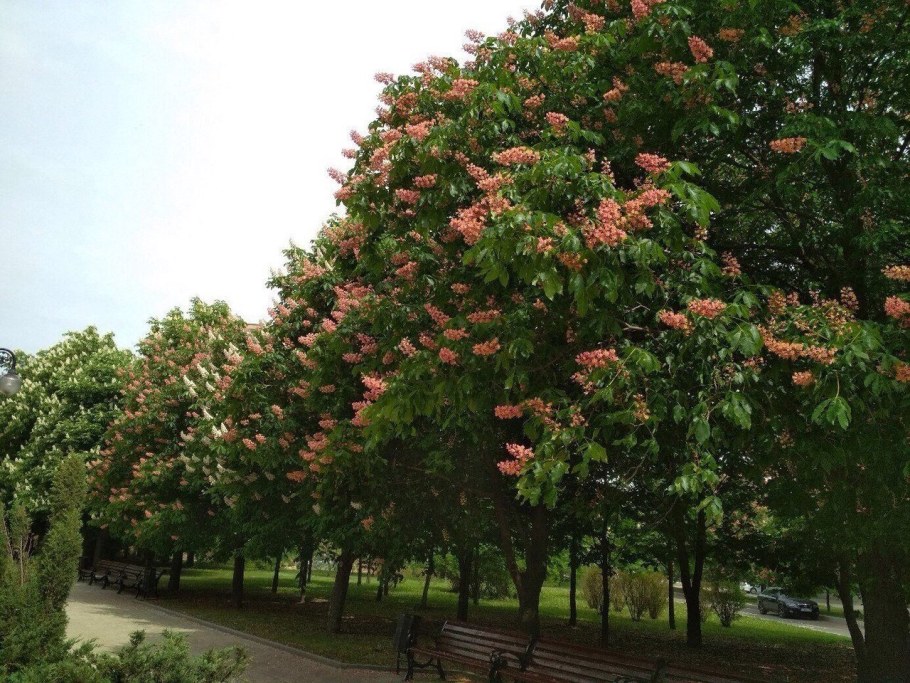 Каштан конский кустовой