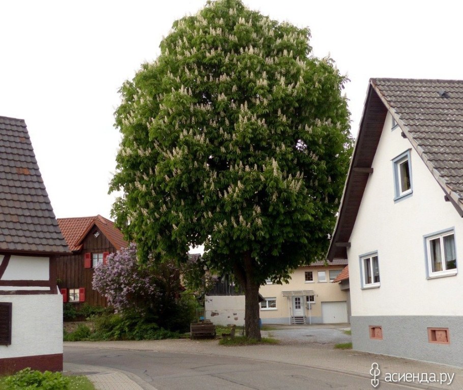 Каштан конский Пирамидалис