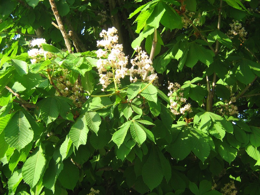 Каштан маньчжурский