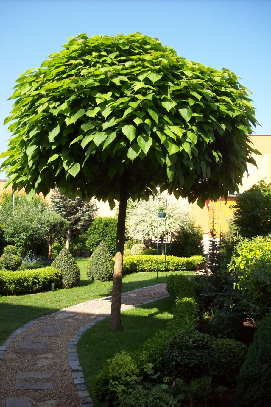 Катальпа бигнониевидная Нана