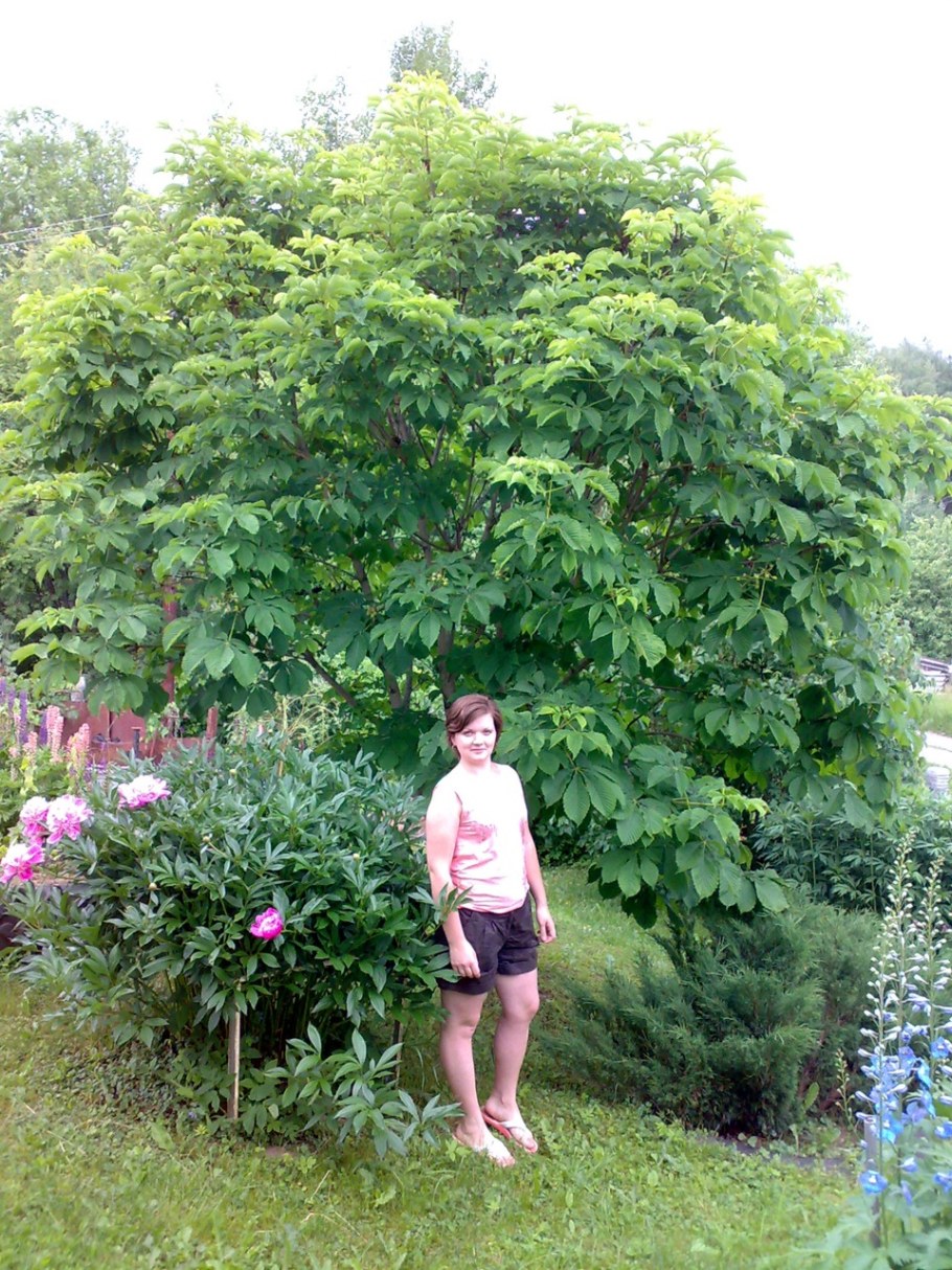 Каштан конский Hampton Court Gold