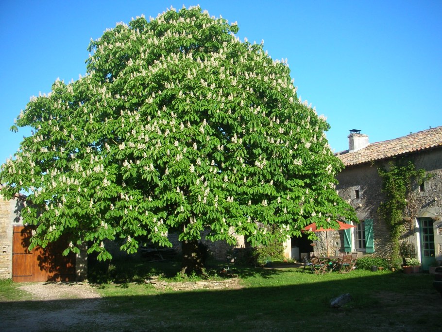 Конский каштан восьмитычинковый