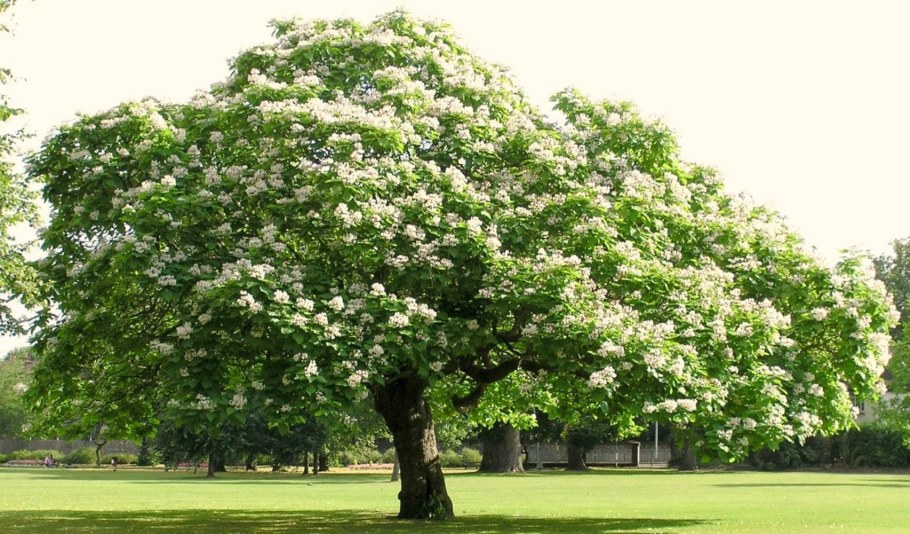 Катальпа бигнониевидная