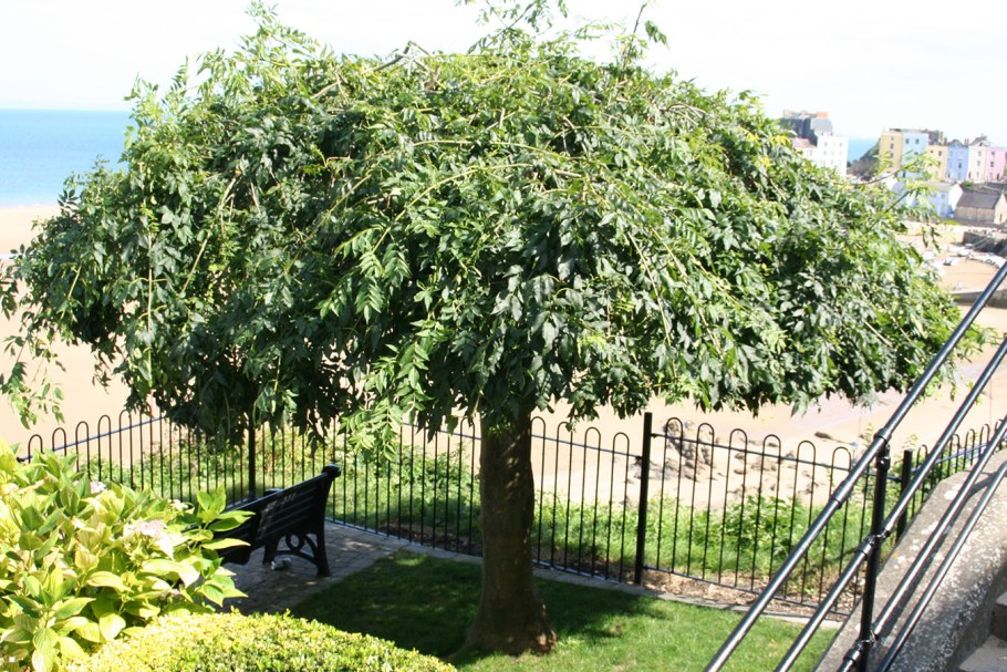 Ясень обыкновенный Fraxinus Excelsior