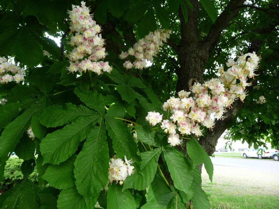 Каштан конский орех