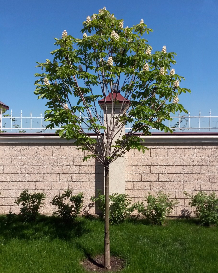 Рябина Глобозум