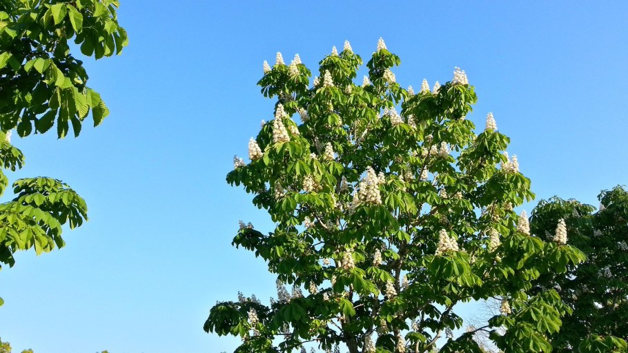 Конский каштан дерево
