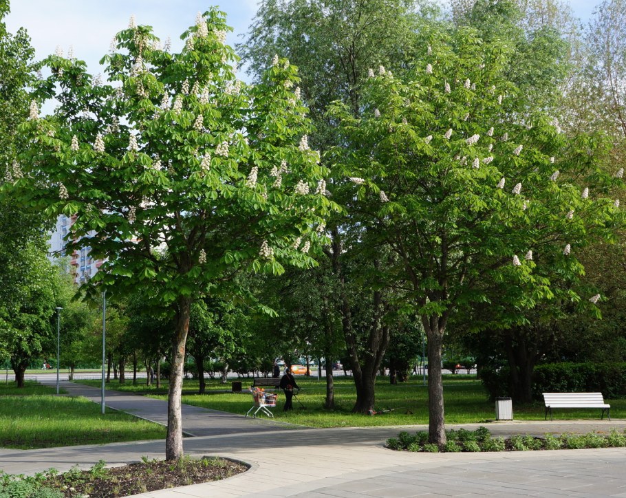 Каштан дерево садовое