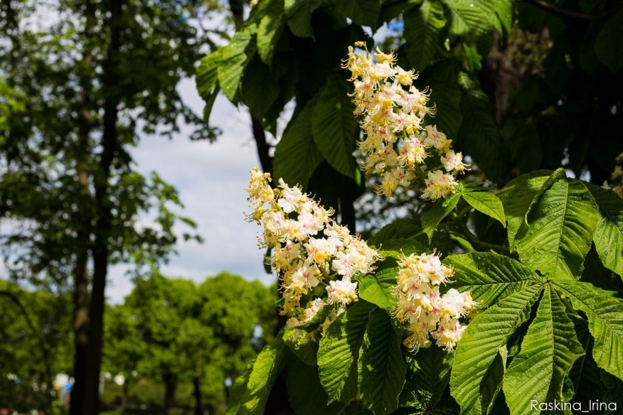 Конский каштан обыкновенный цветёт