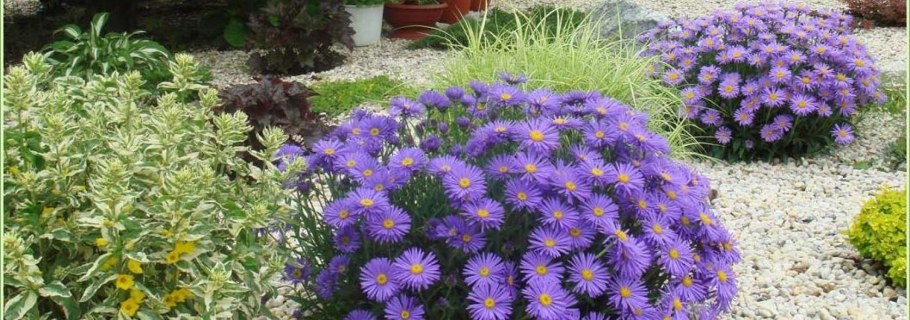 Астра Альпийская Розеа